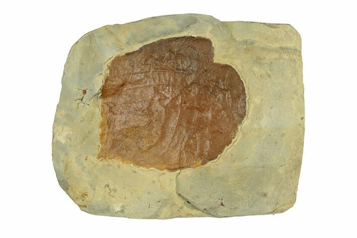 Fossil Leaf (Davidia) - Montana #269323